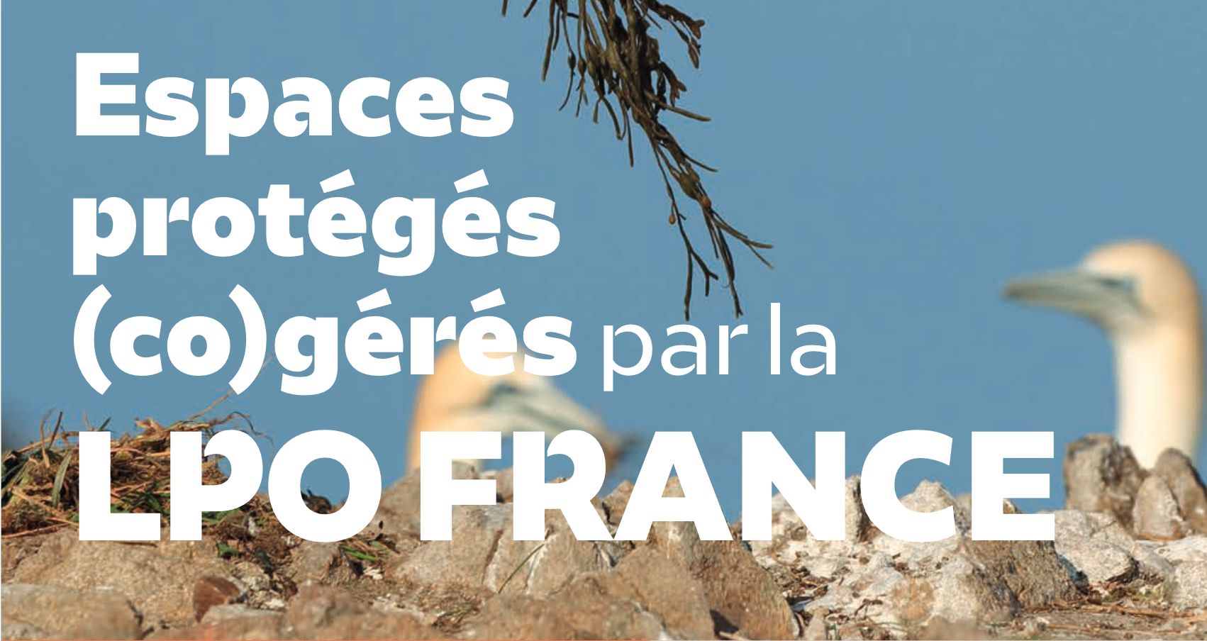 Espaces protégés (co) gérés par la LPO : publication du rapport 2024